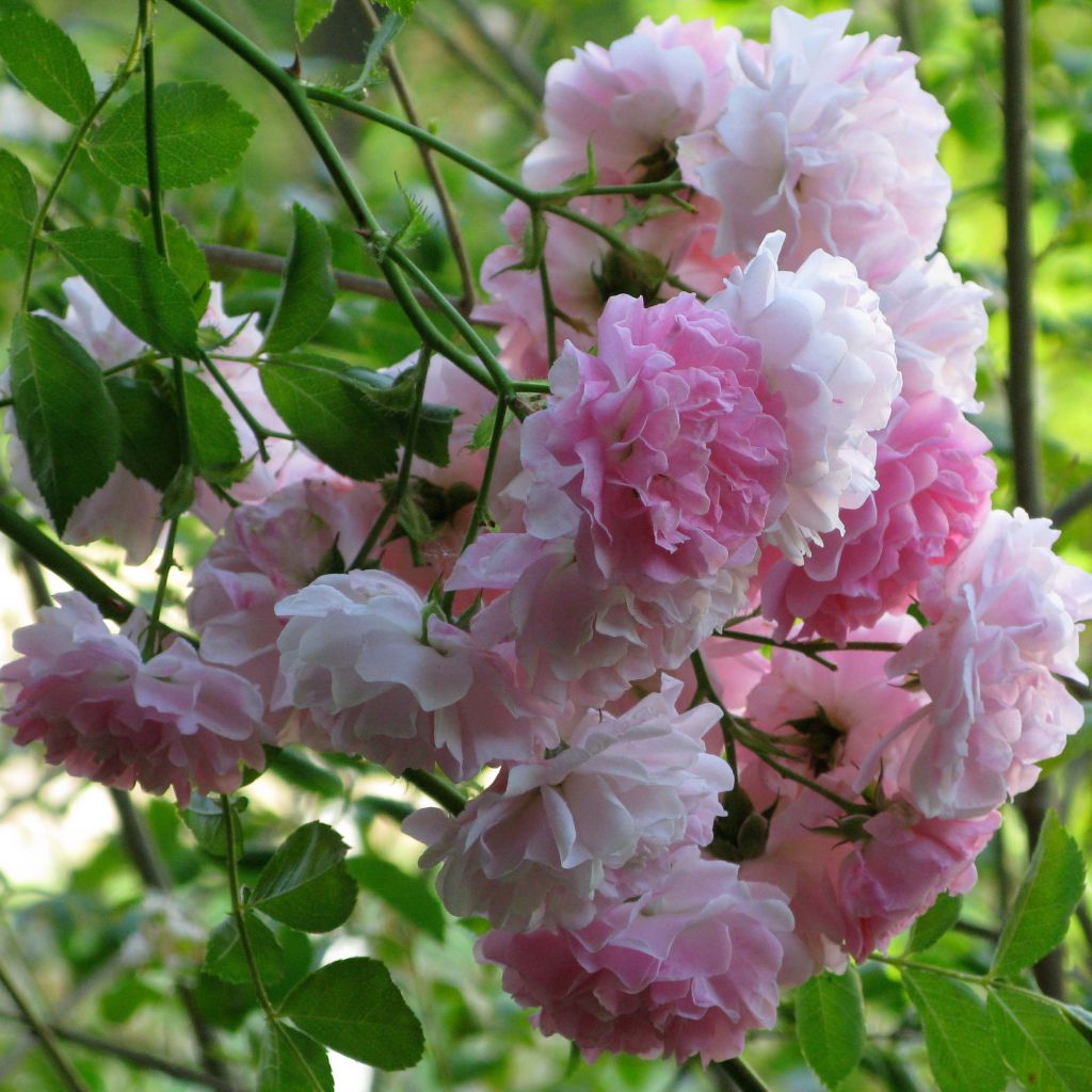 Rosa x multiflora 'Seven Sisters Rose'