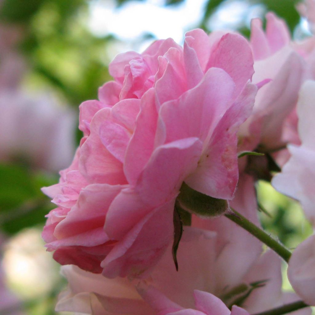 Rosa x multiflora 'Seven Sisters Rose'