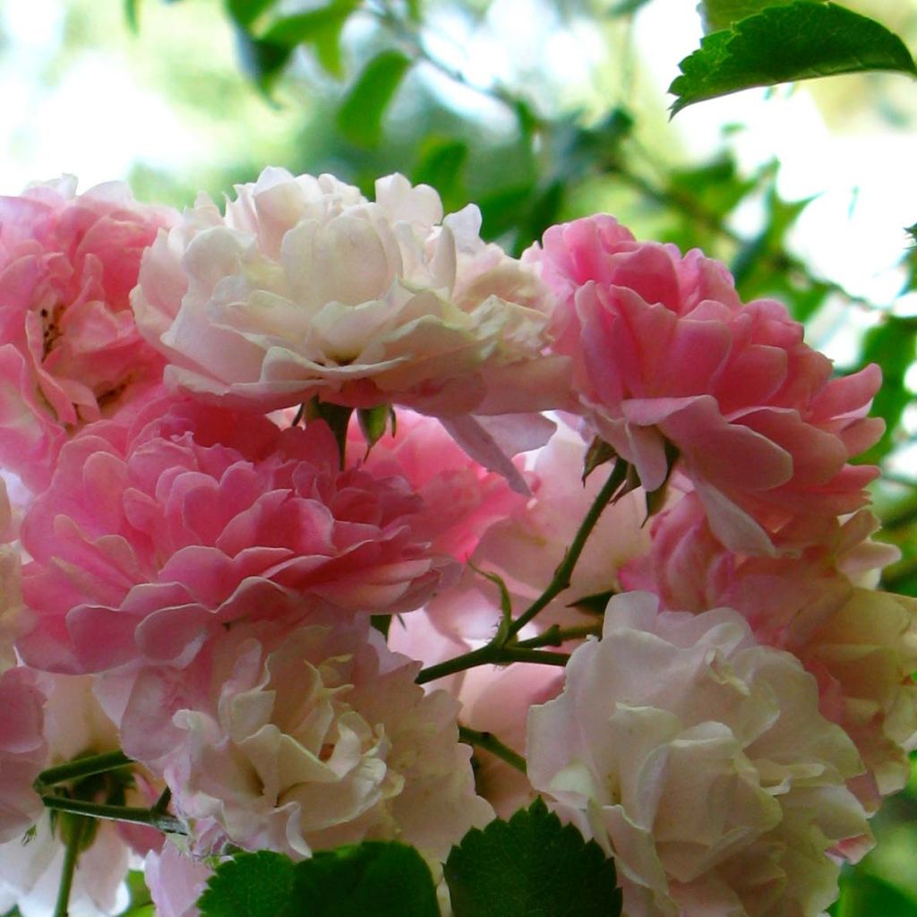Rosa x multiflora 'Seven Sisters Rose'