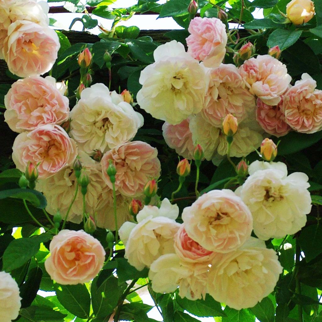 Rosa x filipes 'Treasure Trove' - Rambling Rose