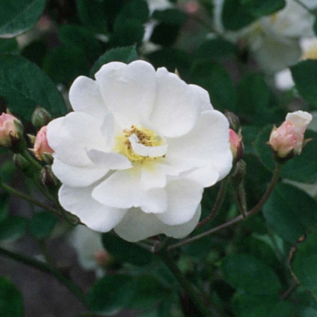 Rosa moschata Trier - Climbing Rose