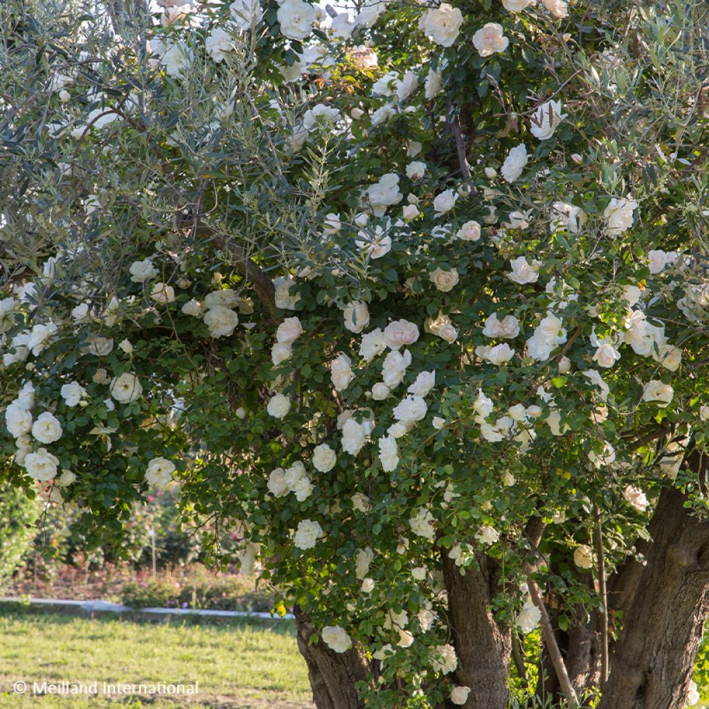 Rosa Looping® Jean Honoré Mus® - Rambling Rose