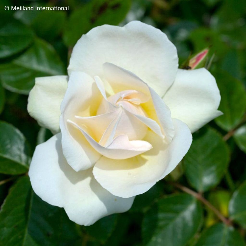Rosa Looping® Jean Honoré Mus® - Rambling Rose