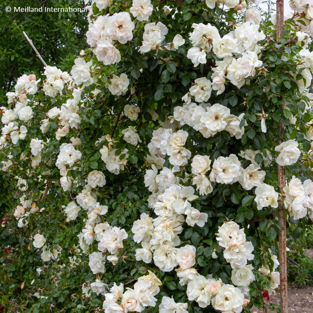 Rosa Looping® Jean Honoré Mus® - Rambling Rose