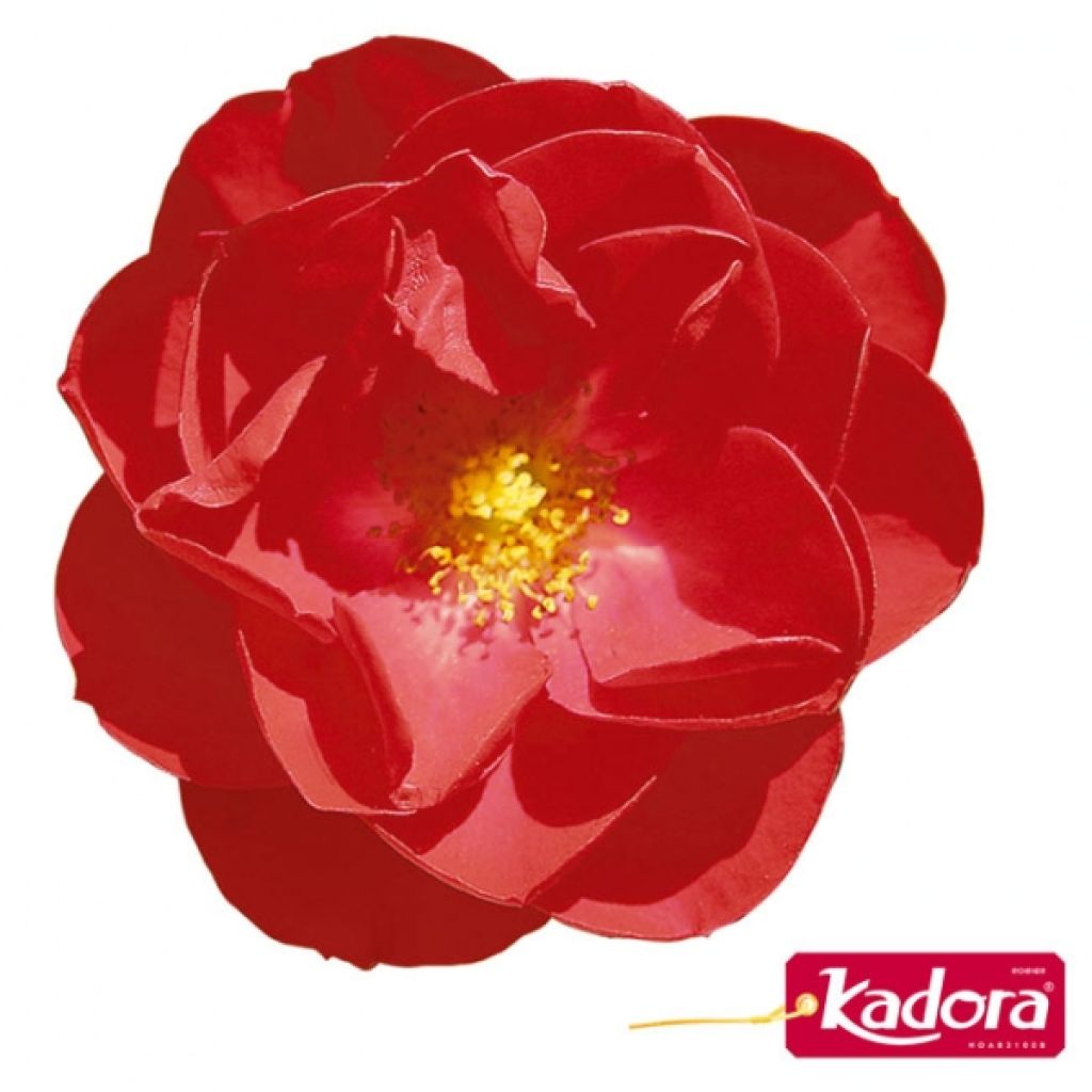 Rosa Decorosier Kadora
