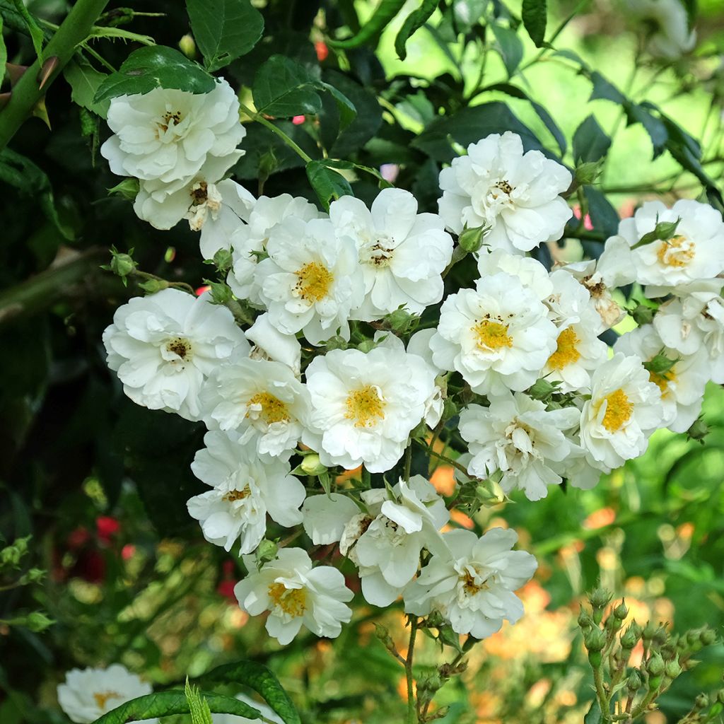 Rosa x multiflora 'Rambling Rector' - Rambling Rose