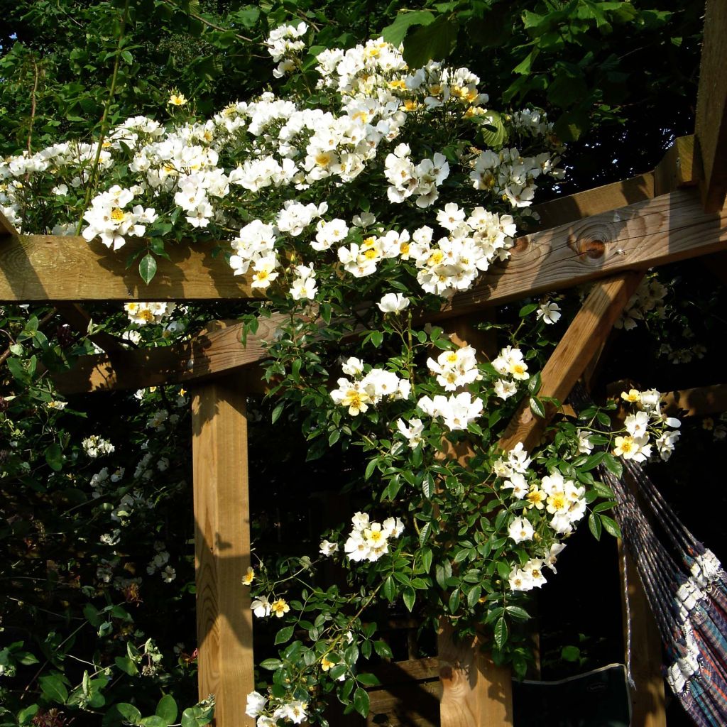 Rosa Wedding Day - Rambling Rose