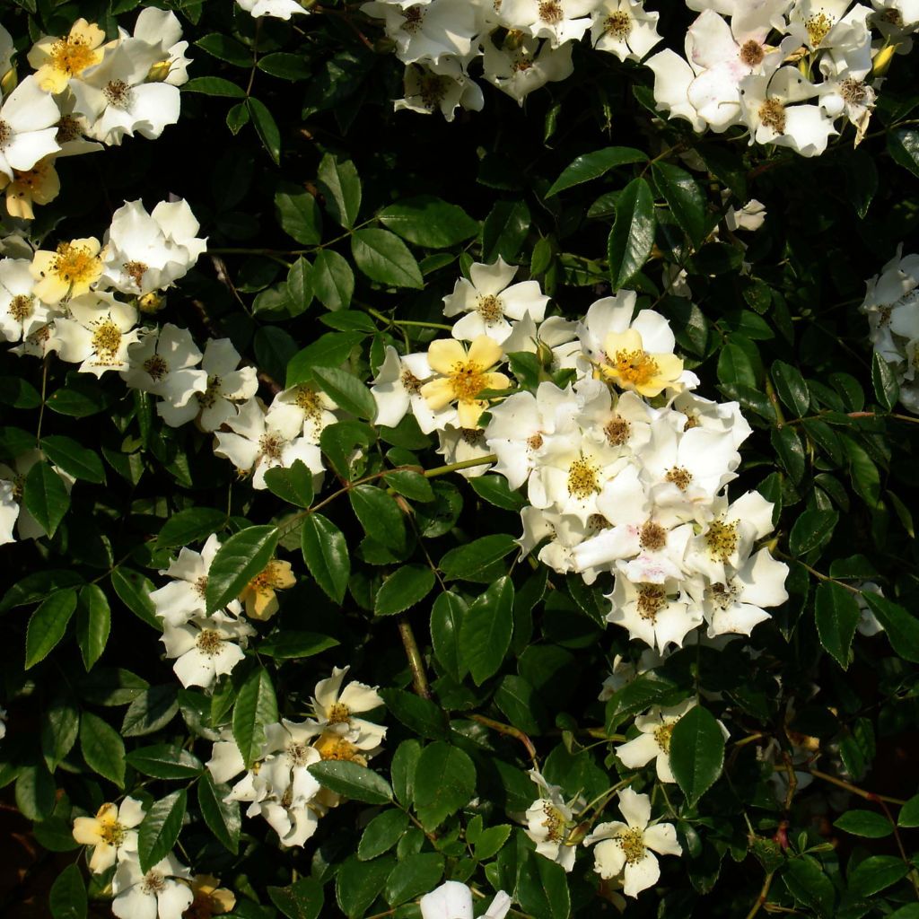 Rosa Wedding Day - Rambling Rose
