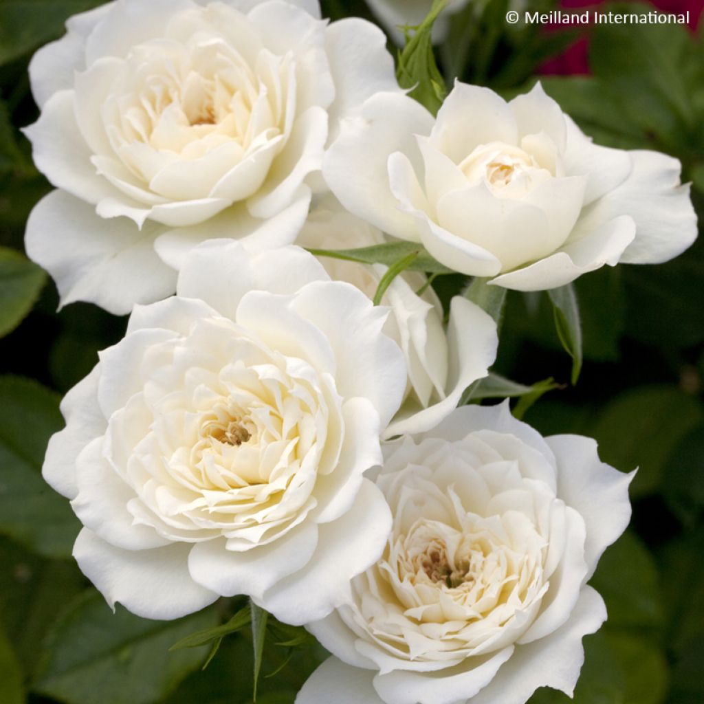 Rosa x polyantha Bridal Meillandina - Polyantha Rose