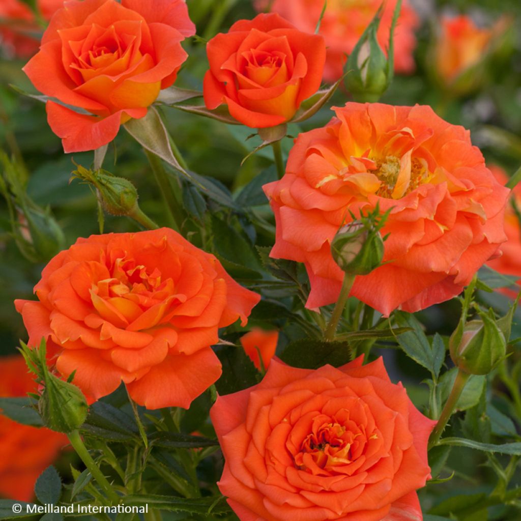 Rosa x polyantha Mandarine Symphonie - Polyantha Rose