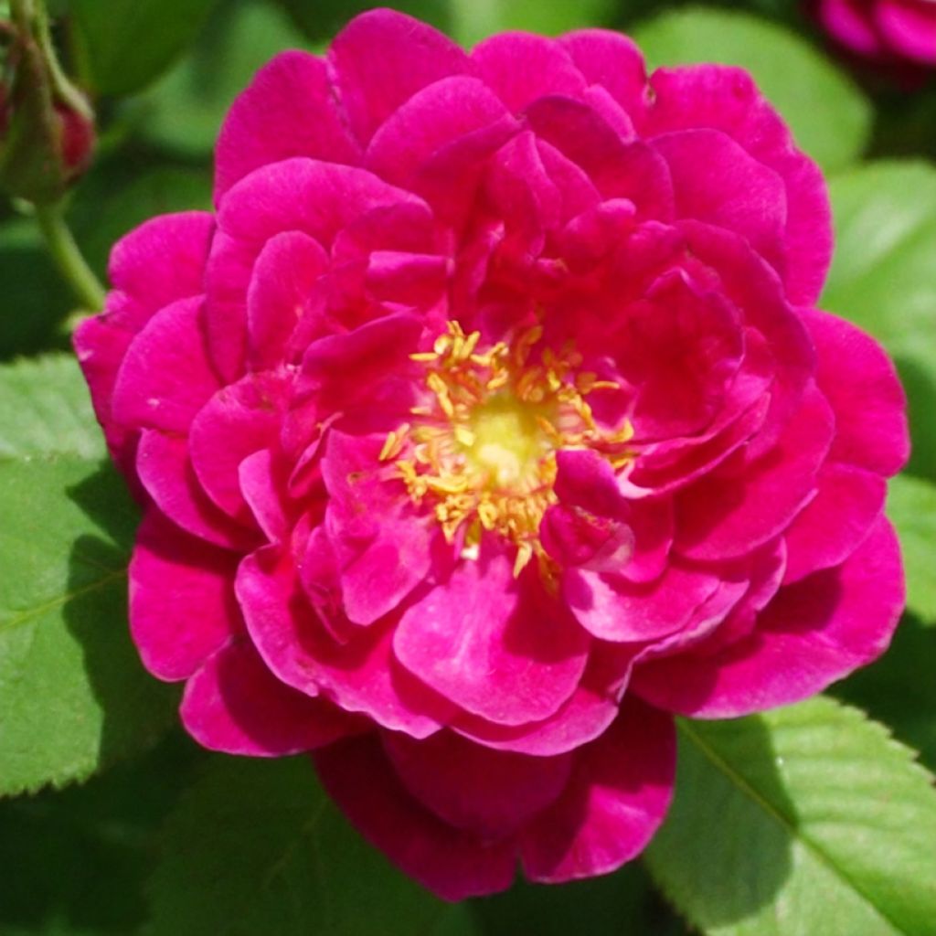 'Henri Martin' (Red Moss) Old Rose