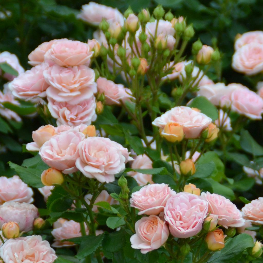 Rosa x polyantha Bordure Nacrée - Polyantha Rose