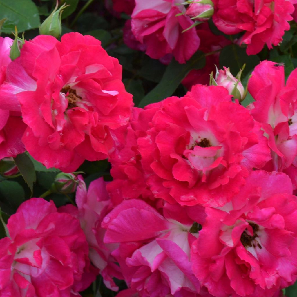 Rosa x polyantha Bordure Vive - Polyantha Rose