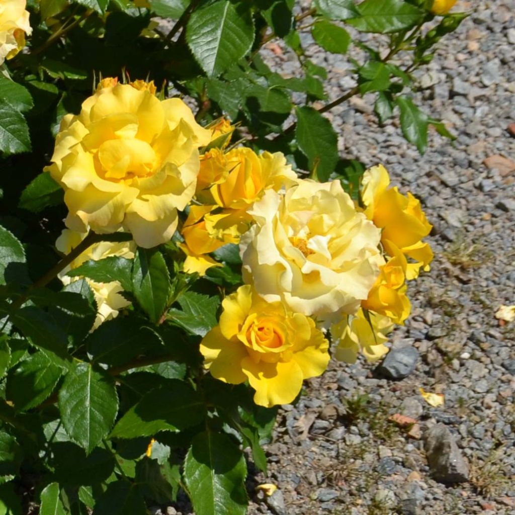 Rosa x polyantha Bordure d'Or - Polyantha Rose
