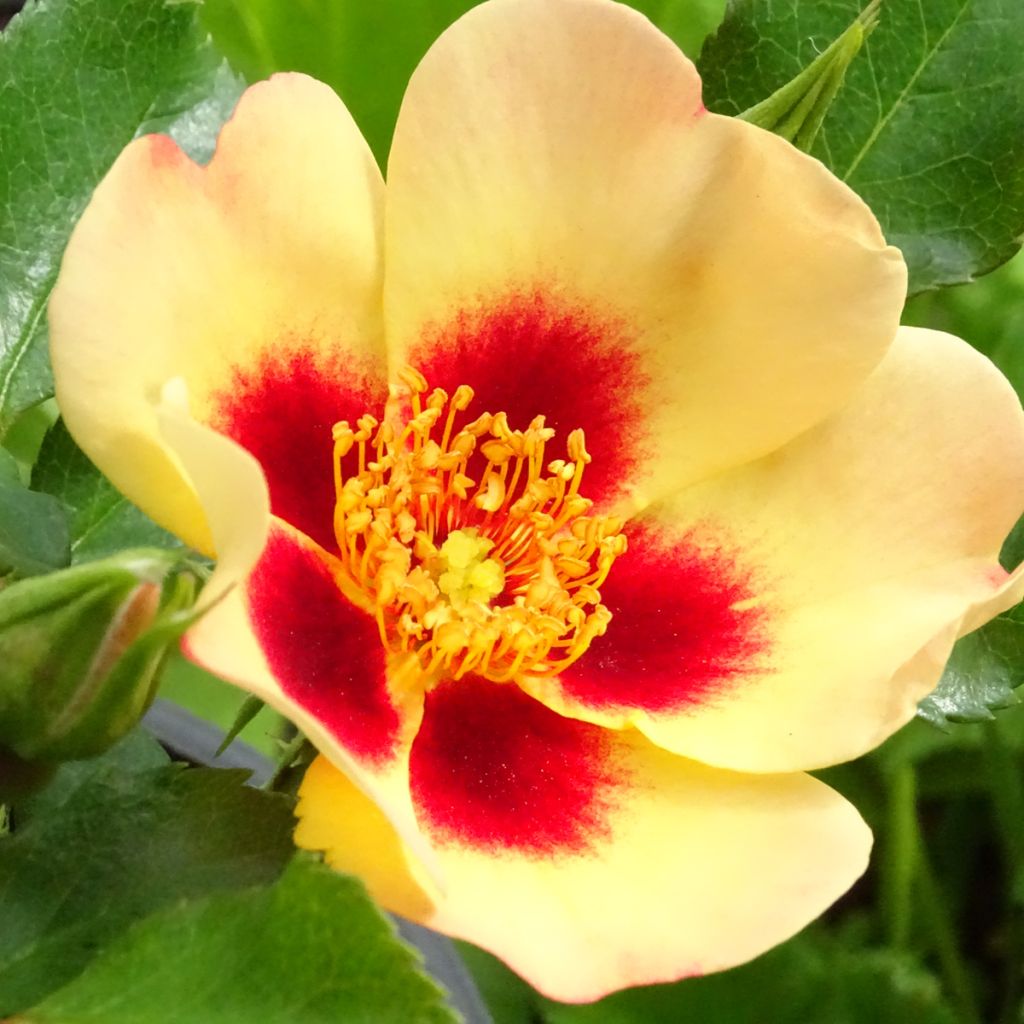 Rosa x persica 'Coral Babylon Eyes' - Miniature Rose