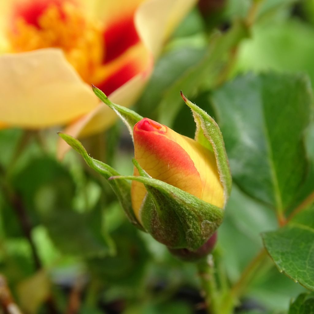 Rosa x persica 'Coral Babylon Eyes' - Miniature Rose
