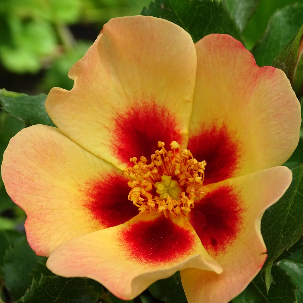 Rosa x persica 'Coral Babylon Eyes' - Miniature Rose