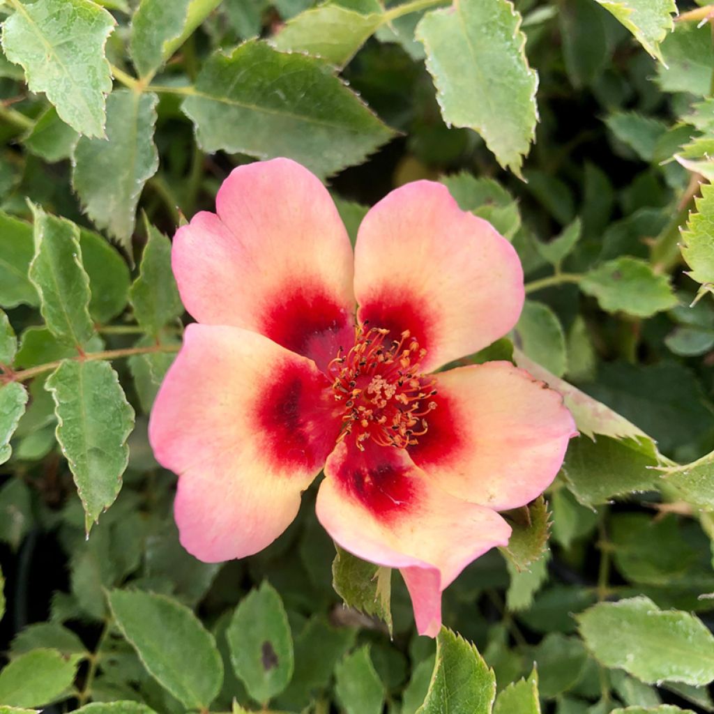 Rosa x persica Fancy Babylon Eyes - Persian Rose