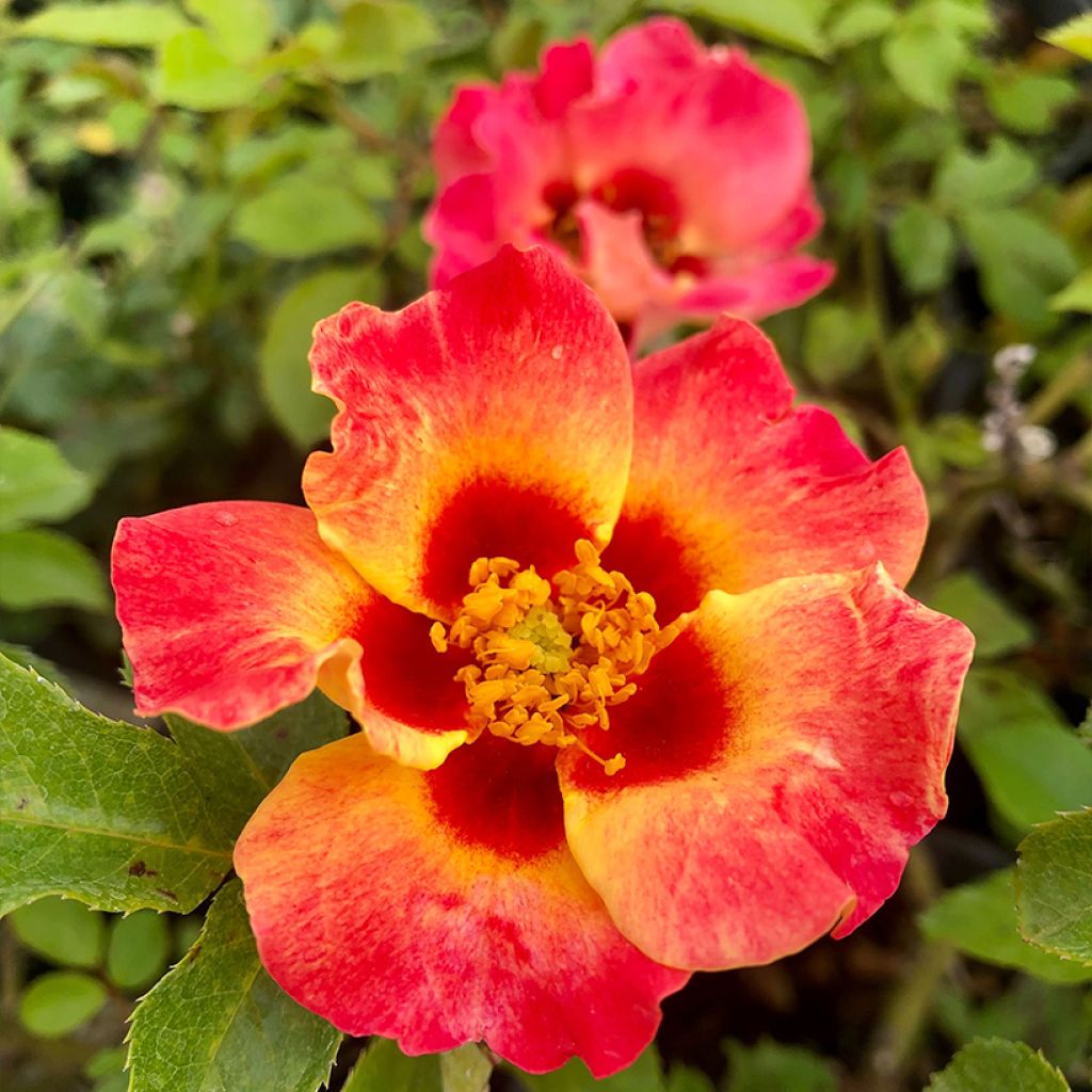 Rosa x persica 'Sunshine Babylon Eyes' - Miniature Rose