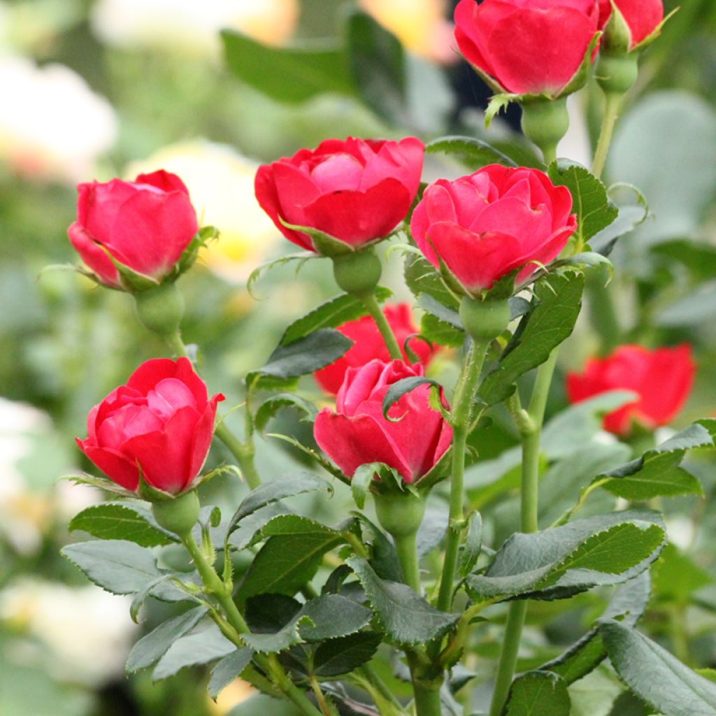 Rosa x polyantha Zepeti - Dwarf Rose