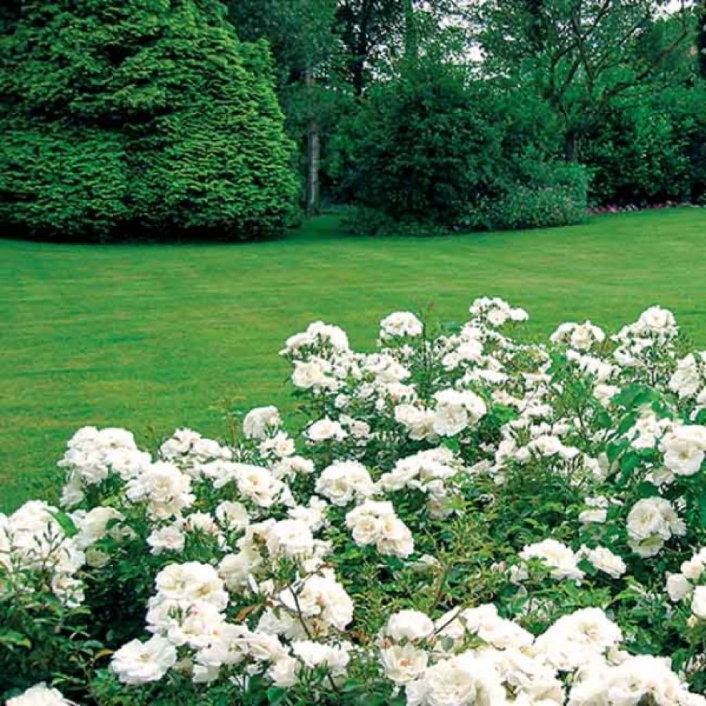 Rosa  Decorosiers Opalia 'Noaschnee'