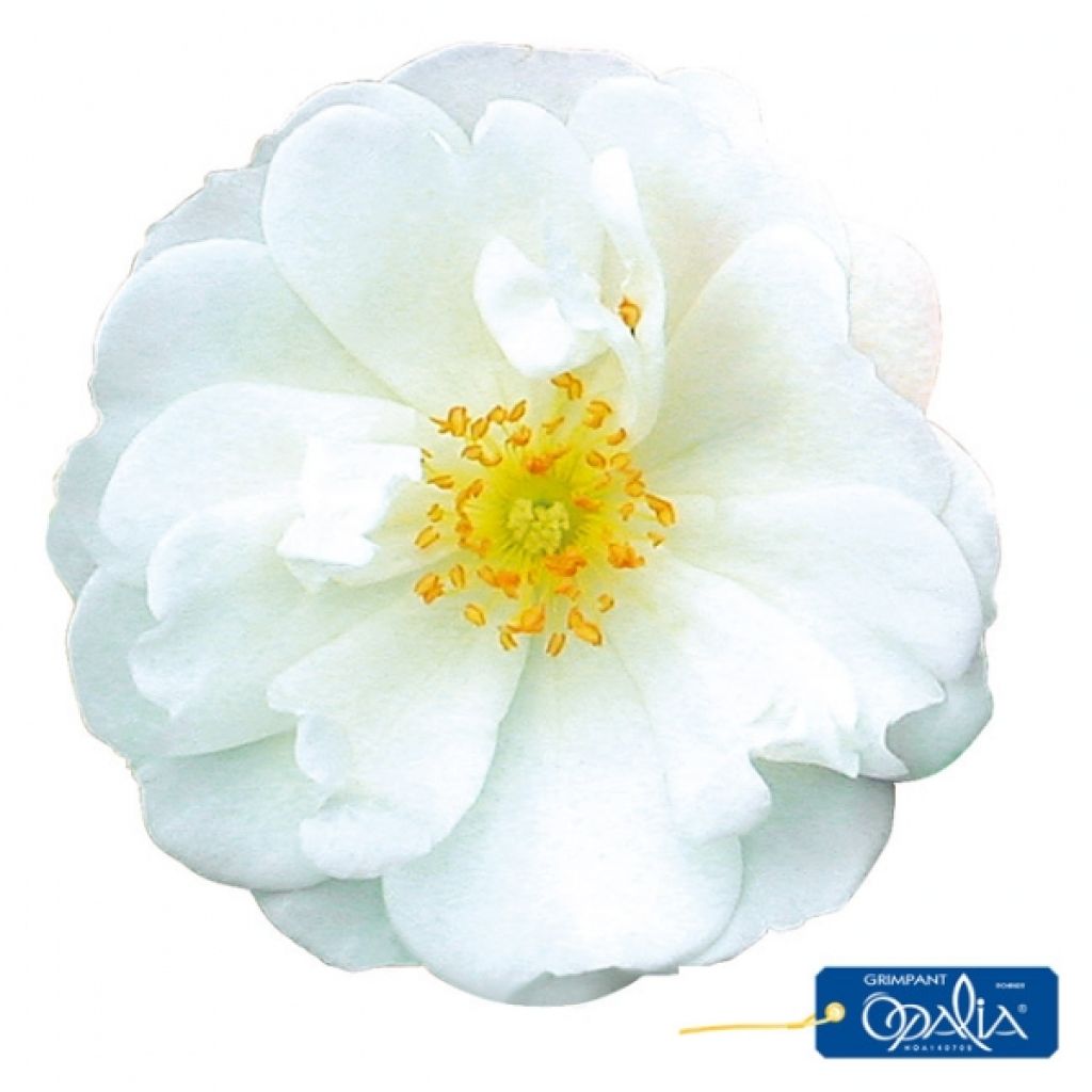 Rosa  Decorosiers Opalia 'Noaschnee'