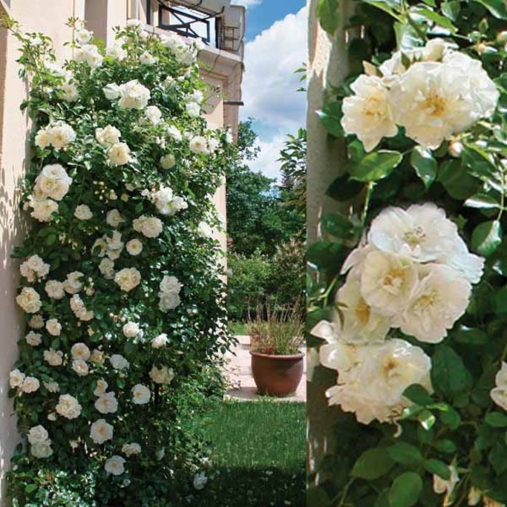 Rosa Decorosier Opalia