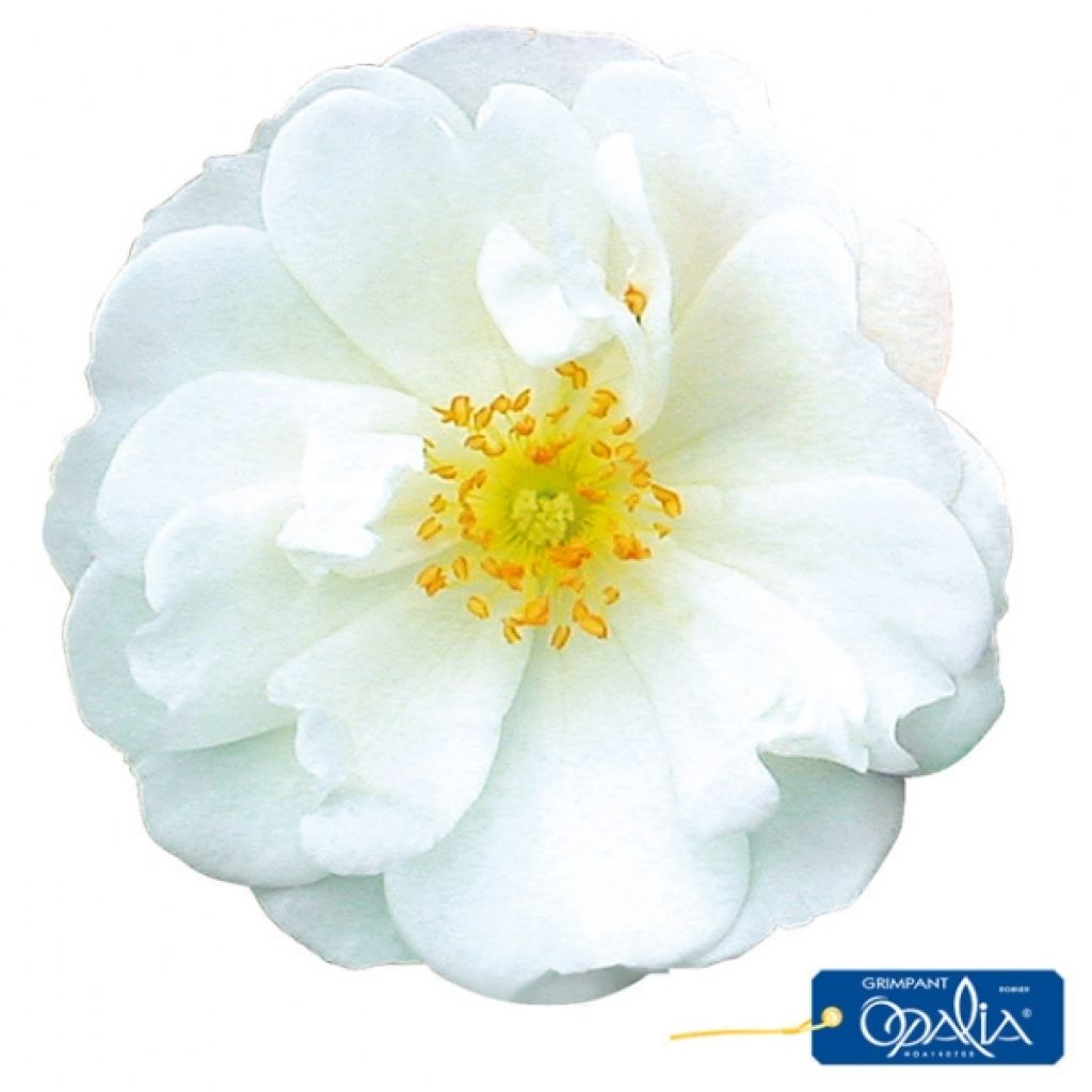 Rosa Decorosier Opalia