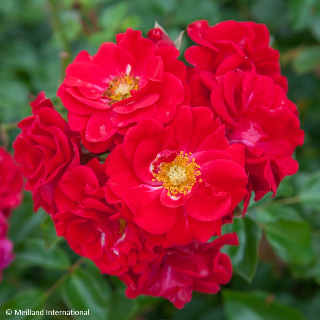 Rosa Hello - Shrub Rose