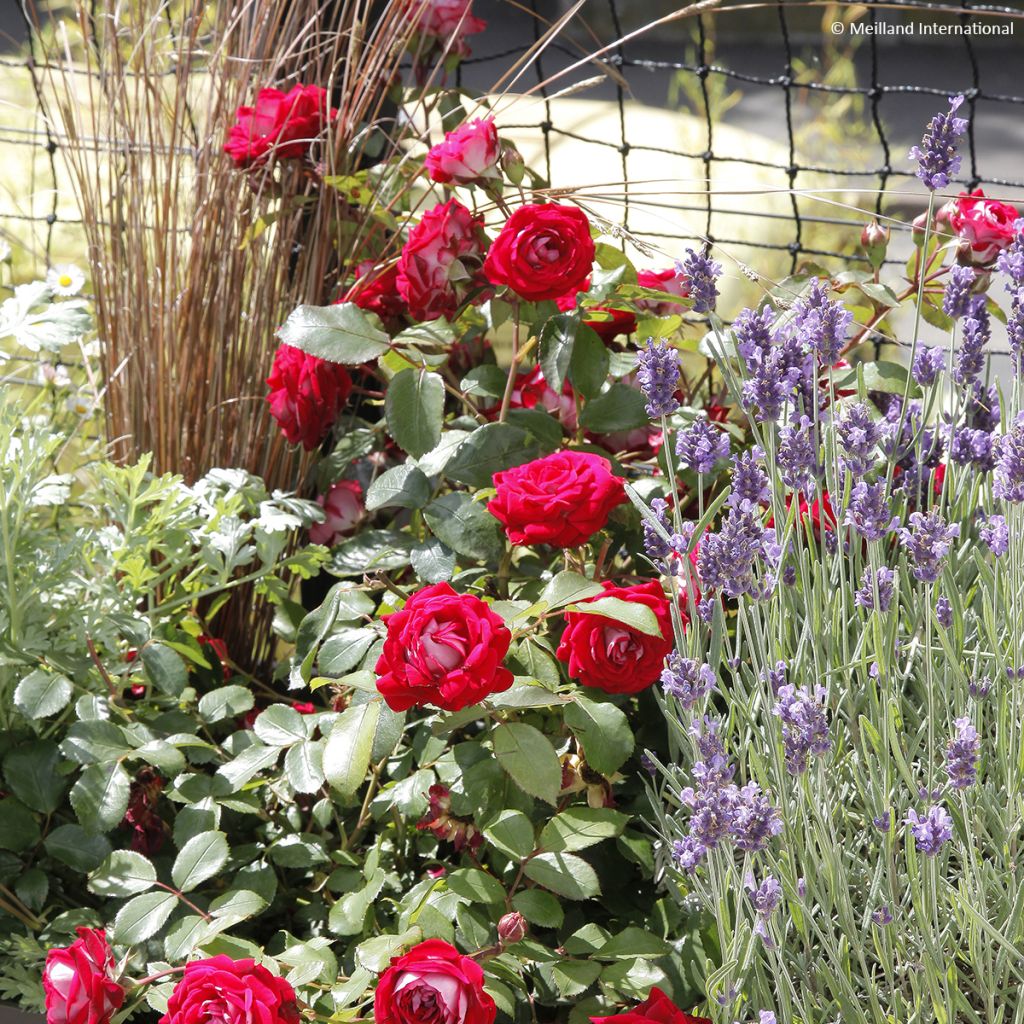 Rosa x floribunda 'Belle de Grasse'  Street Colours - Floribunda Rose