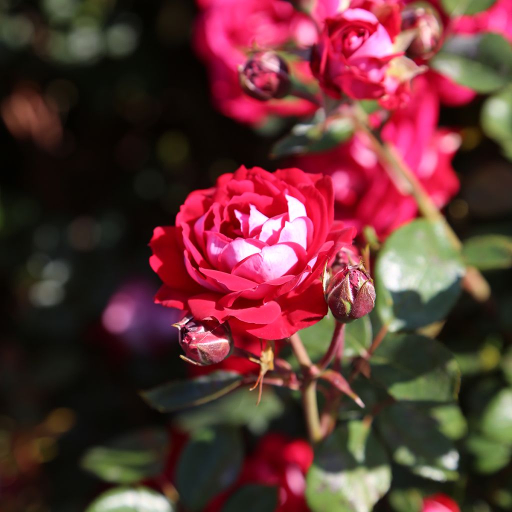 Rosa x floribunda 'Belle de Grasse'  Street Colours - Floribunda Rose