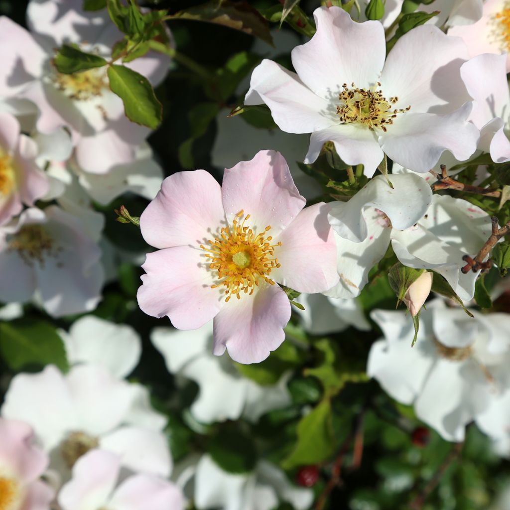 Rosa x floribunda 'Champs Elysées' Street Colours - Floribunda Rose