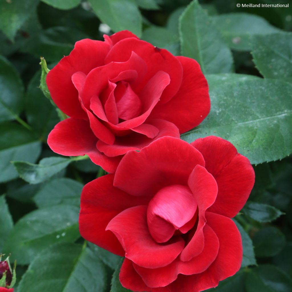 Rosa x floribunda 'Moulin Rouge' - Street Colours Floribunda Rose
