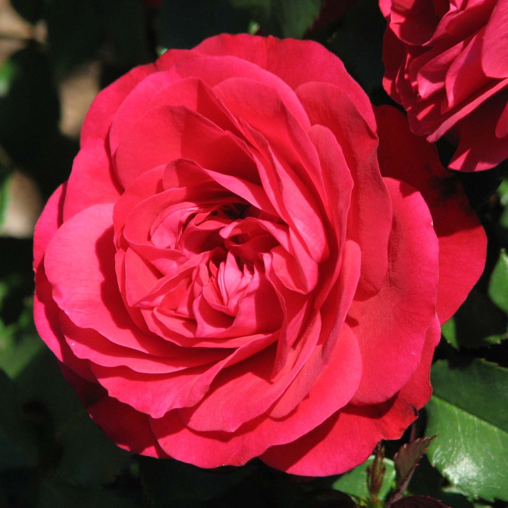 Rosa polyantha 'Mona Lisa' - Shrub Rose