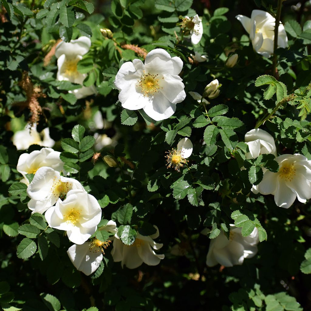 Rosa rugosa Alba - Japanese Rose