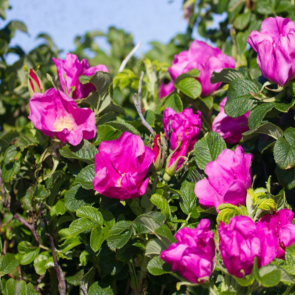 Rosa rugosa - Beach Rose