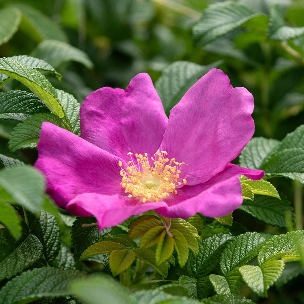 Rosa rugosa - Beach Rose