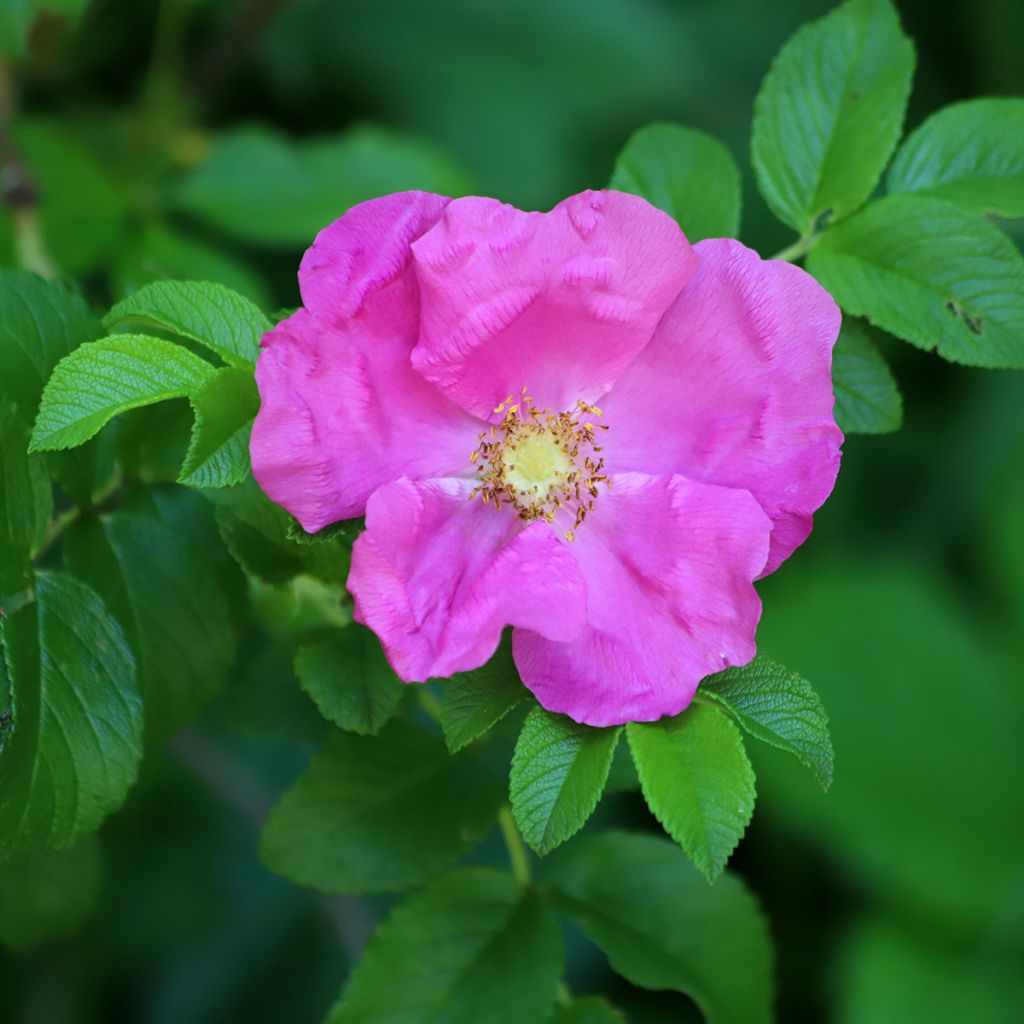 Rosa rugosa - Beach Rose