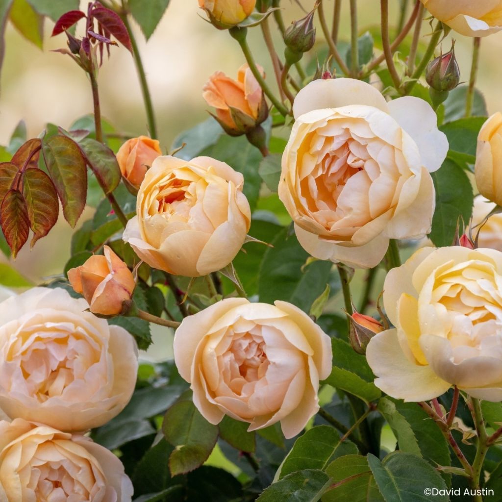 Rosa Dannahue - David Austin shrub rose