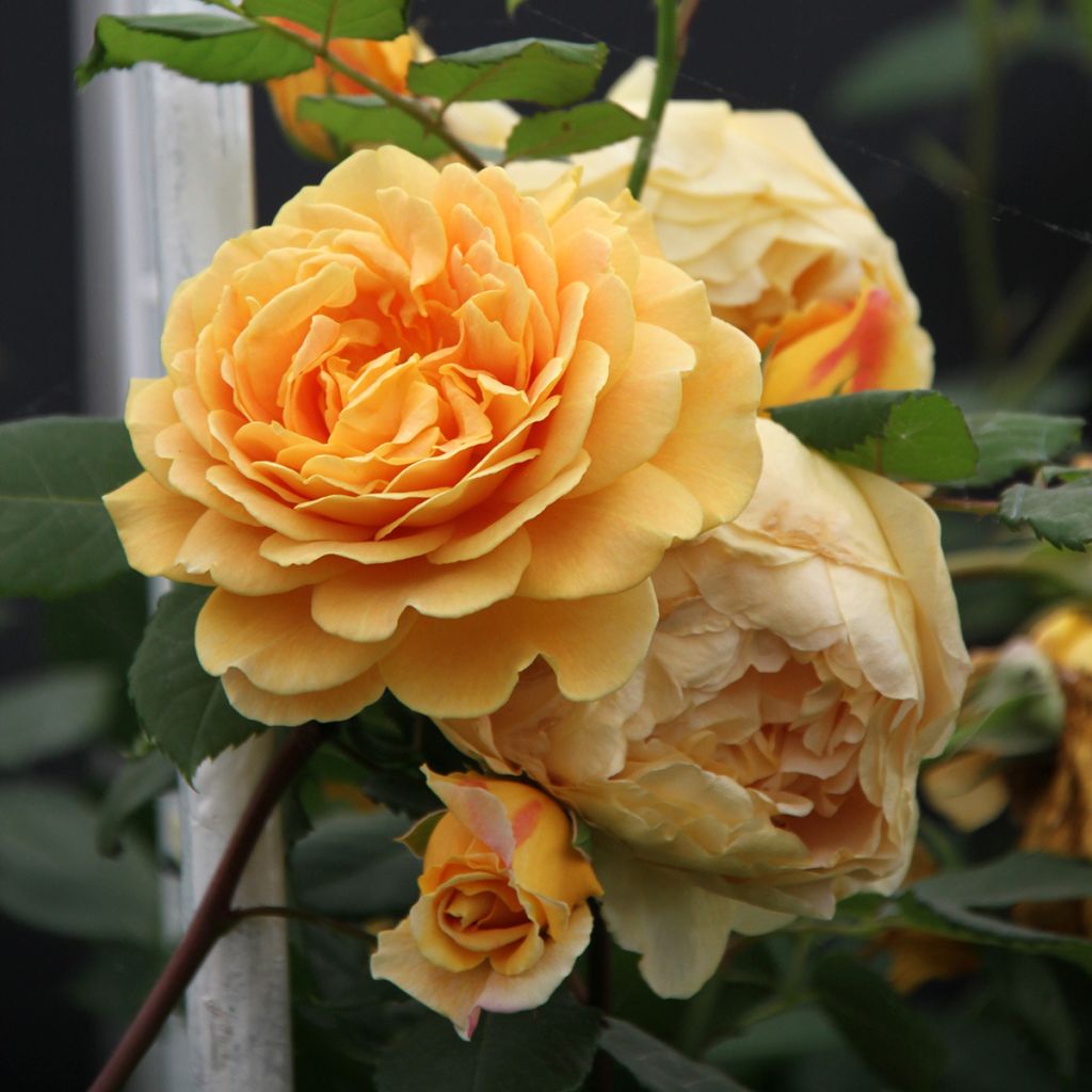 Rosa Golden Celebration