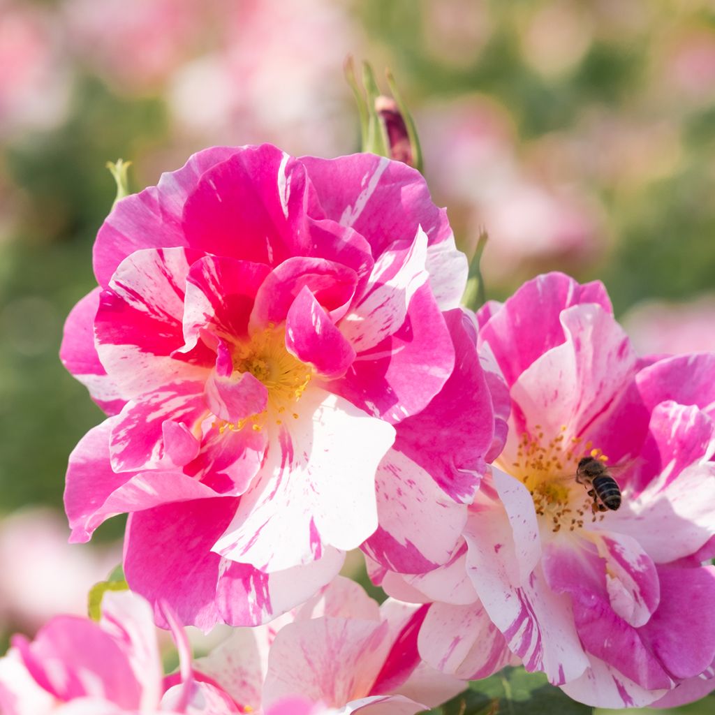 Rosa The King's Rose - David Austin shrub rose