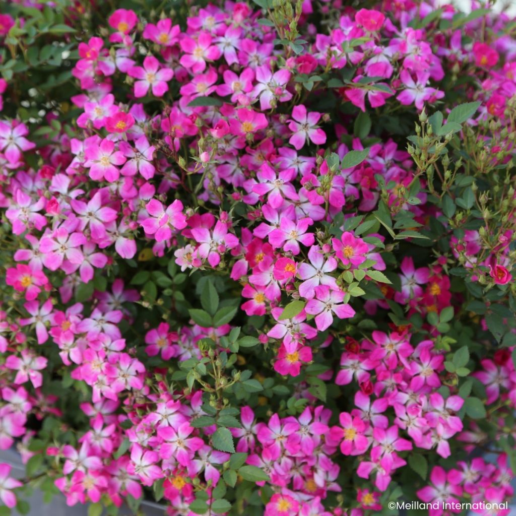 Rosa x polyantha GALAXY Antares - Miniature Rose