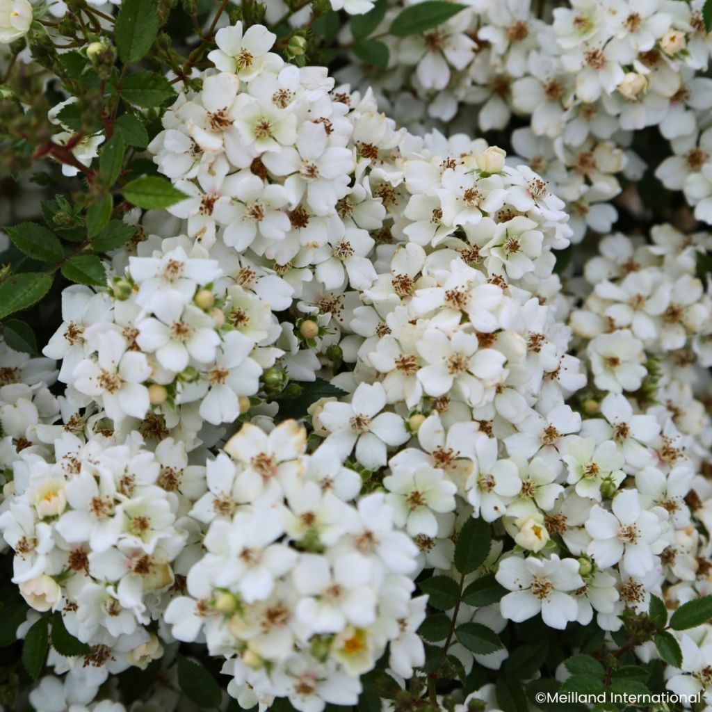 Rosa x polyantha GALAXY Arcturus - Miniature Rose
