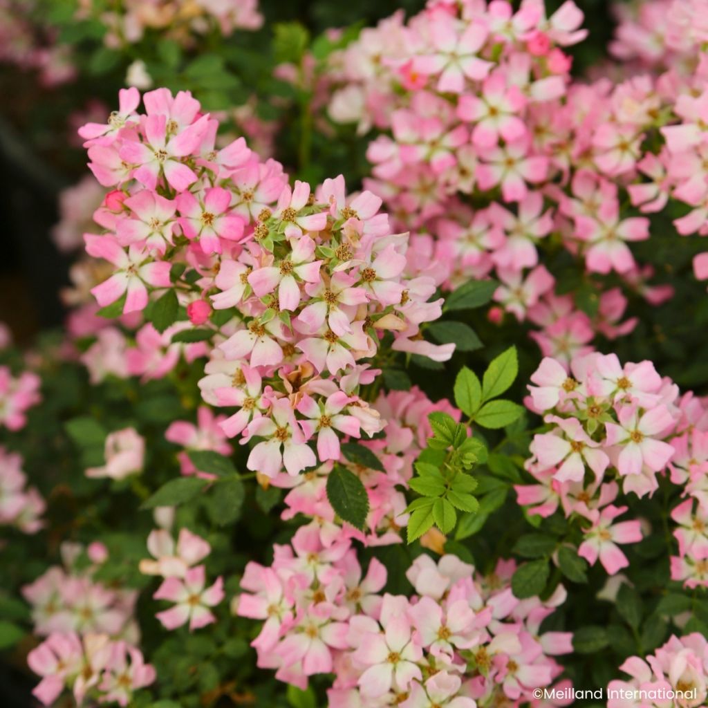 Rosa x polyantha GALAXY Vega - Miniature Rose
