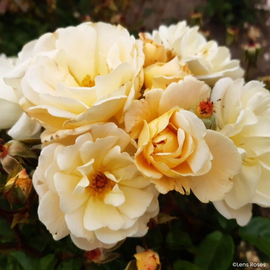 Rosa x moschata Machera - Musk rose