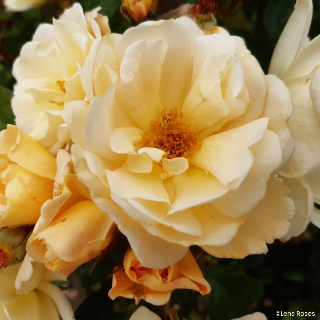 Rosa x moschata Machera - Musk rose