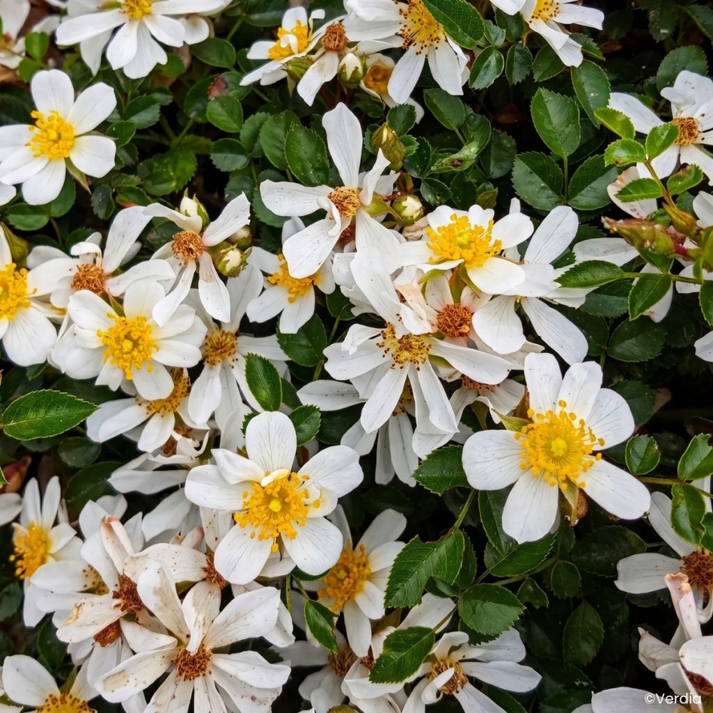 Rosa Rosanatura Napi - Groundcover Rose