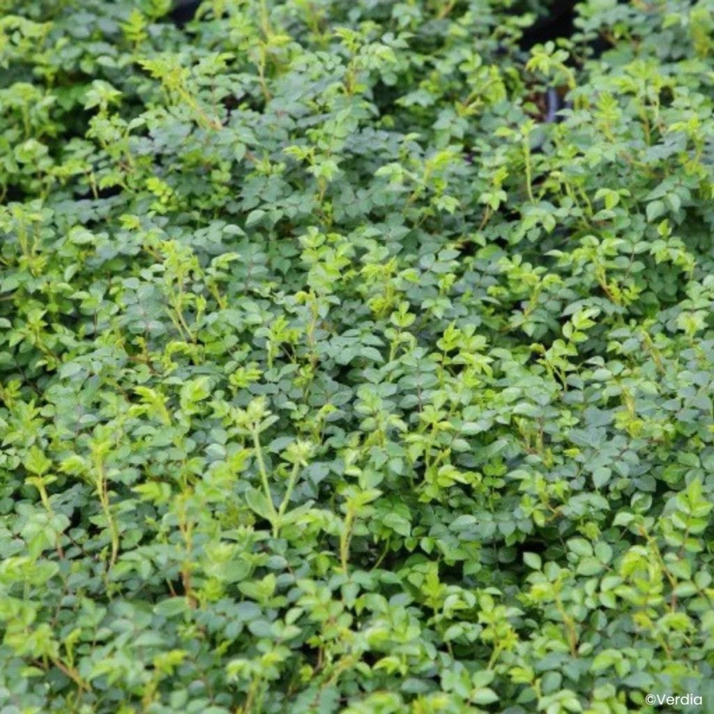 Rosa Rosanatura Napi - Groundcover Rose