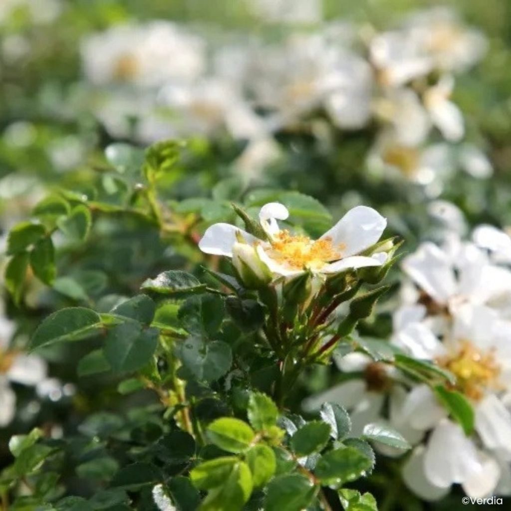 Rosa Rosanatura Napi - Groundcover Rose