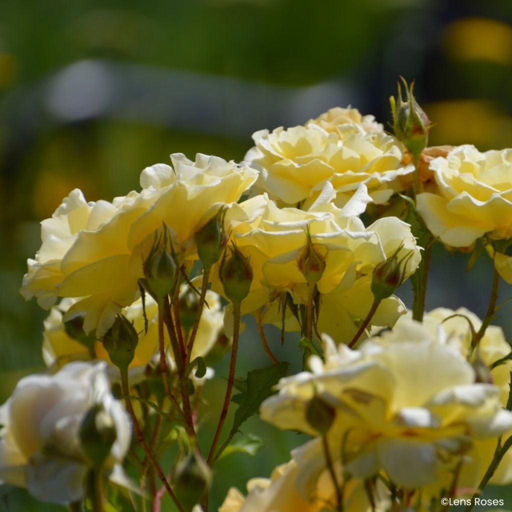 Rosa moschata Lady in Gold - Musk Rose
